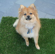 Dog on dog turf synthetic grass potty pad