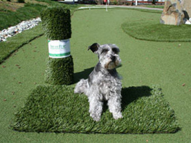 Dog on dog turf synthetic grass potty pad
