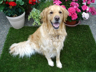 Golden Retriever on synthetic dog turf